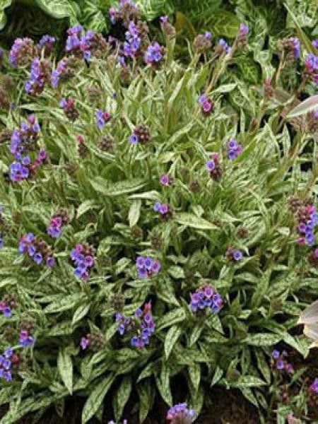 Pulmonaire 'Ssp. Cevennensis'