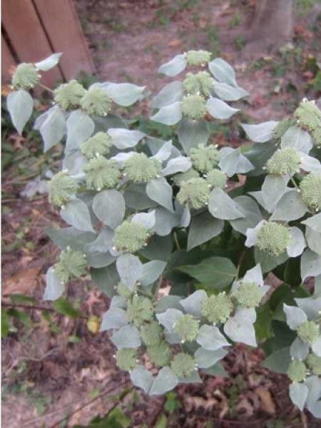 Pycnanthemum muticum 