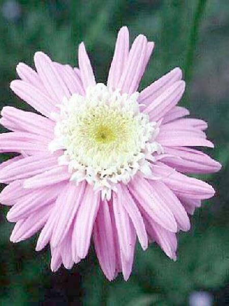 Pyrèthre 'Eileen May Robinson'