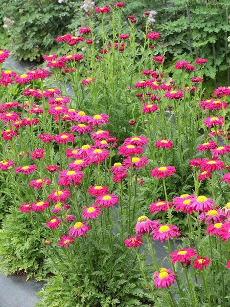 Pyrèthre Radiant™ 'Deep Pink'