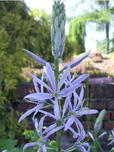 Quamash 'Blauwe Donau'