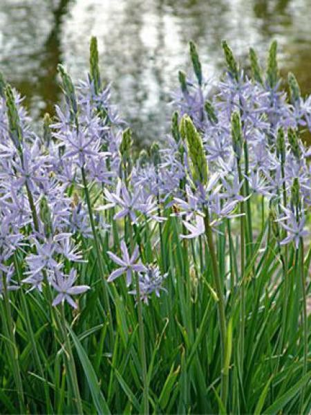 Quamash 'Blue Candle'