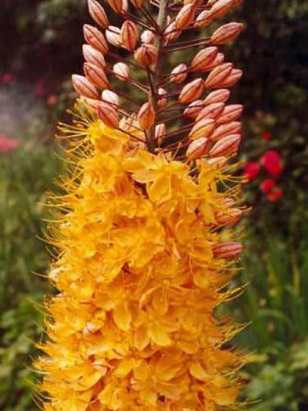 Quenouille de Cléopâtre 'Cleopatra'