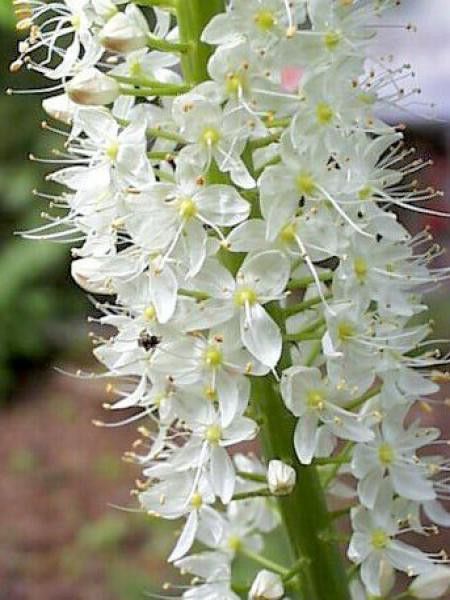 Quenouille de Cléopâtre de l'Himalaya