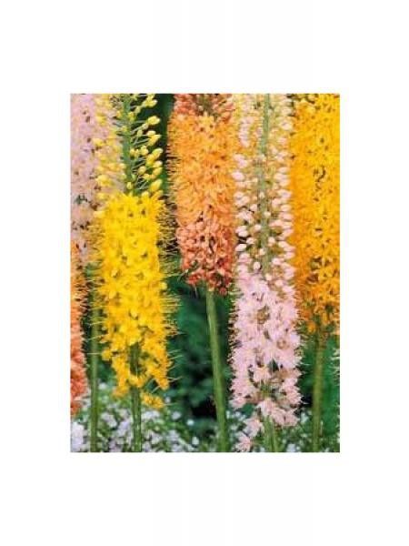 Quenouille de Cléopâtre '-mix orange, jaune, rose-'