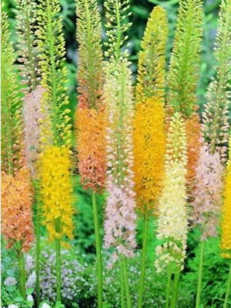 Quenouille de Cléopâtre 'Ruiter Hybride'