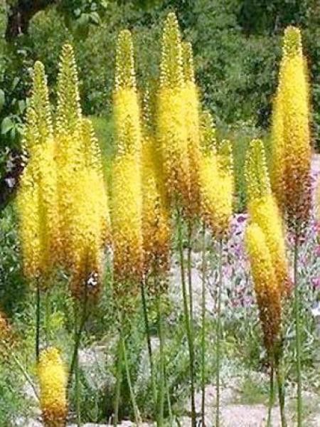 Quenouille de Cléopâtre