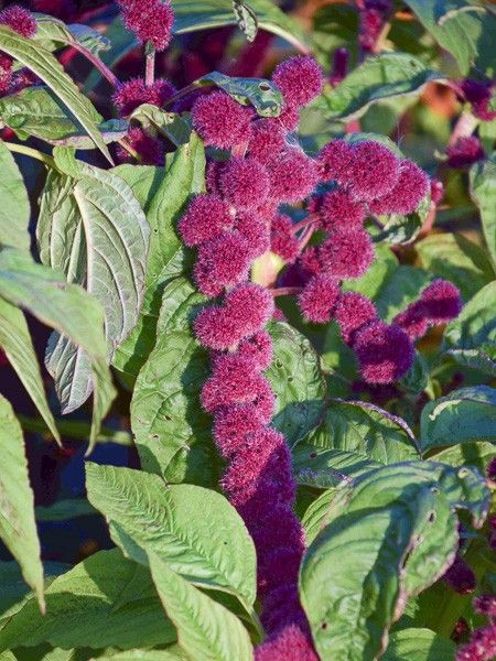 Queue de renard, Amarante 'Dreadlocks'