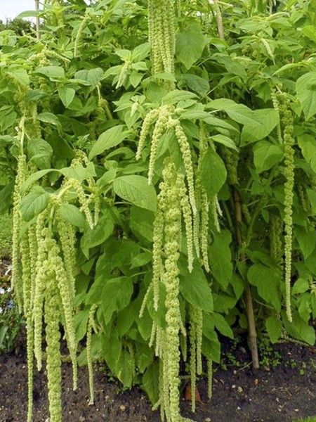 Queue de renard, Amarante 'Green Cascade'