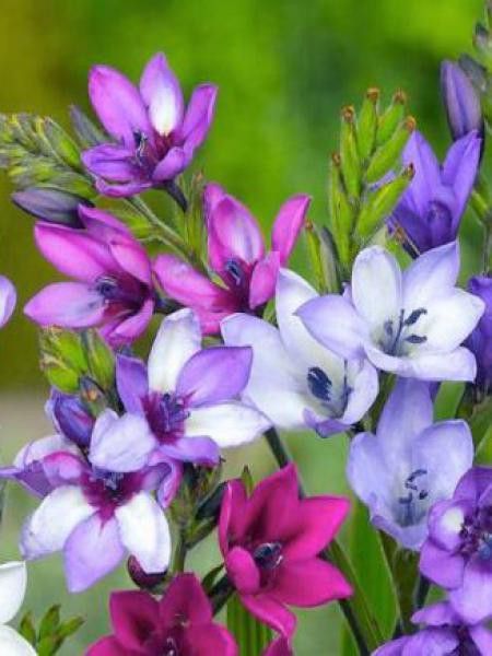 Racine de babouin, Babiane aux yeux bleus