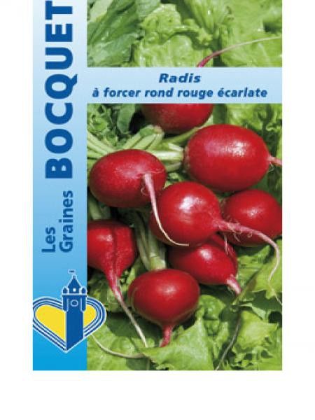 Radis  à forcer rond écarlate