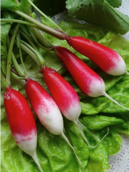 Radis  'pernot clair'