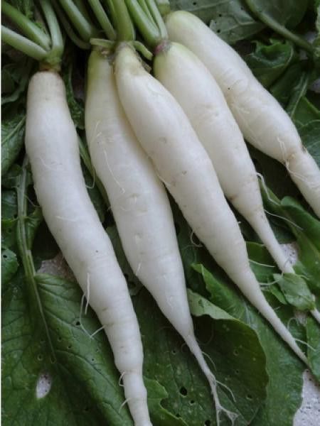 Radis 'Rave blanche transparente'