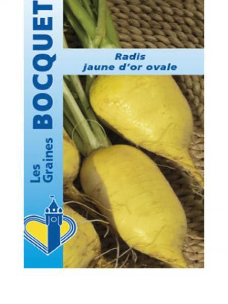 Radis  'Rave jaune d'or ovale'
