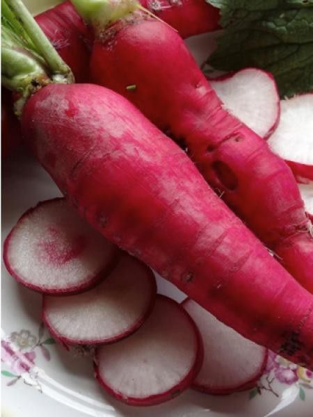 Radis  'Rose d'hiver de Chine'