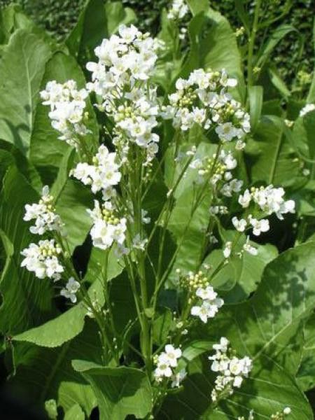 Raifort, Moutarde des Allemands