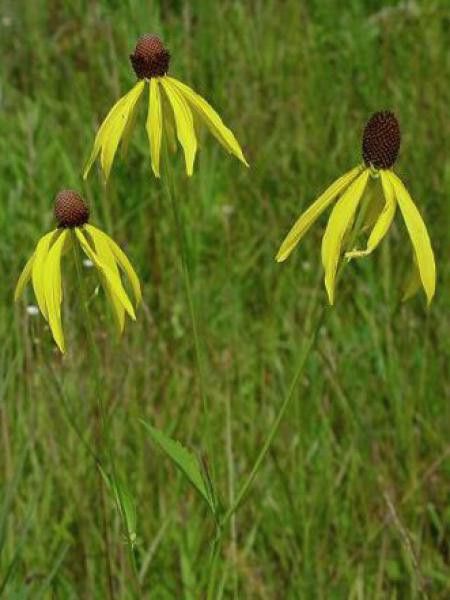 Ratibida pinnata 