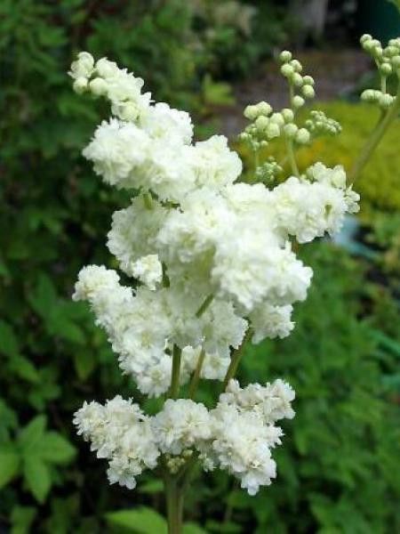 Reine des près, Fausse spirée 'Plena'