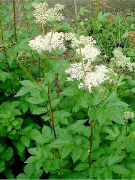 Reine des près, Fausse spirée