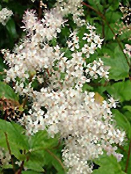 Reine des près, Filipendule pourpre 'Alba'