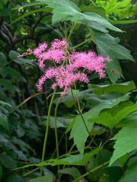 Reine des près, Filipendule pourpre