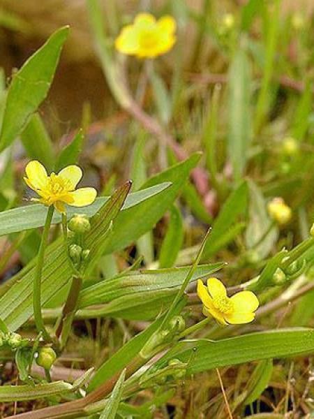 Renoncule de berge