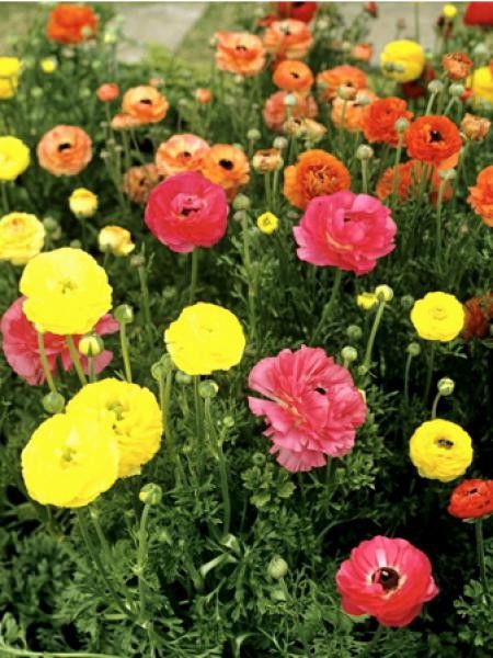 Renoncule des fleuristes en mélange