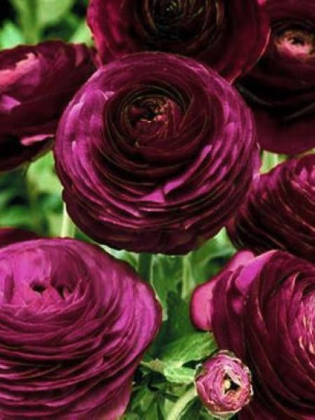 Renoncule des fleuristes 'Pauline Violet'