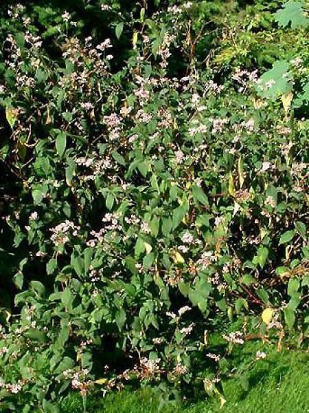 Renouée à fleurs de campanule