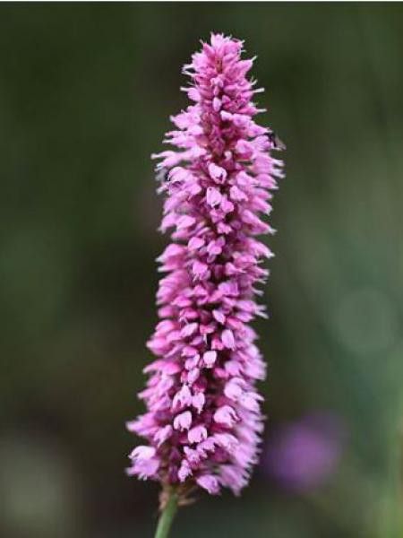 Renouée bistorte 'Hohe Tatra'