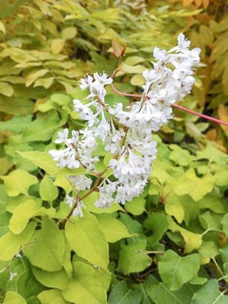 Renouée gripante 'Summer Sunshine'