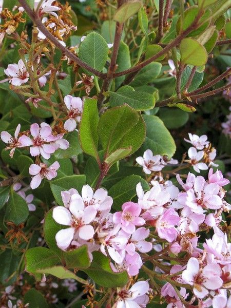 Rhaphiolepis 'Coates Crimson'