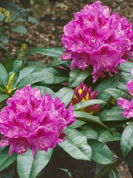 Rhododendron 'Anah Kruschke'