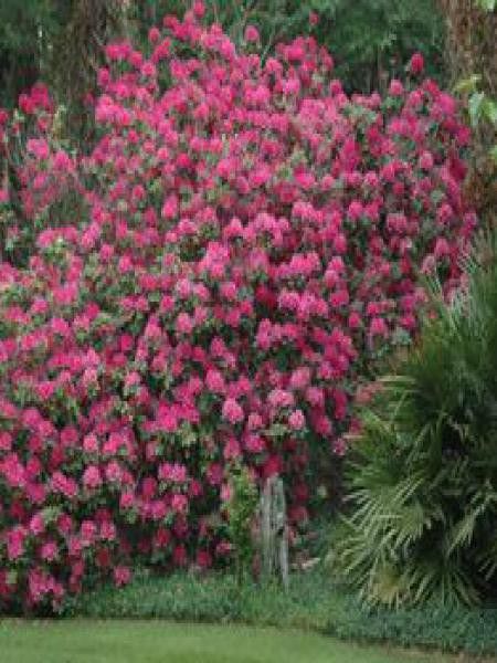 Rhododendron 'Anna Rose Whitney' - Rhododendron - Le Jardin du Pic Vert
