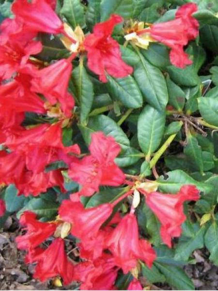 Rhododendron  'Baden-Baden'