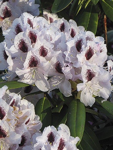 Rhododendron 'Calsap'