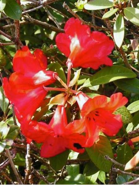 Rhododendron 'Elisabeth' - Rhododendron - Le Jardin du Pic Vert