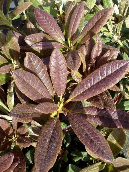 Rhododendron 'Elizabeth Red Foliage'