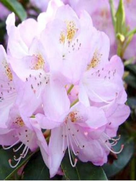 Rhododendron  'Gomer Waterer'