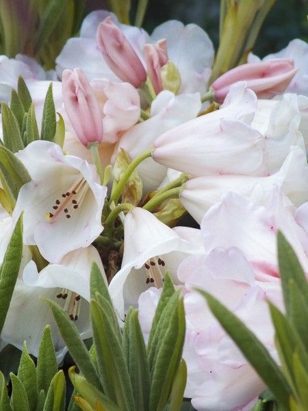 Rhododendron 'Grumpy'