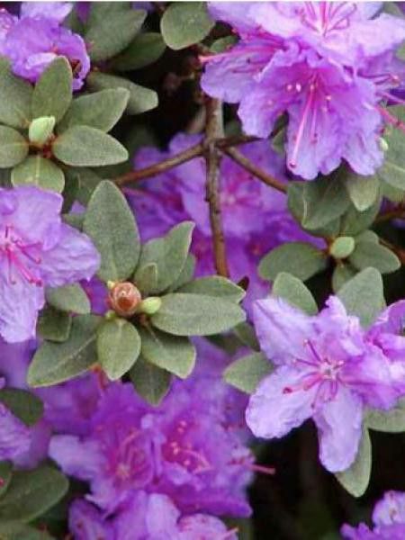 Rhododendron impeditum 'Ramapo'