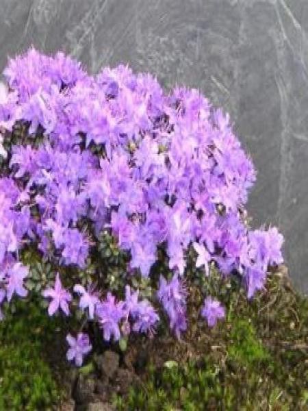 Rhododendron impeditum