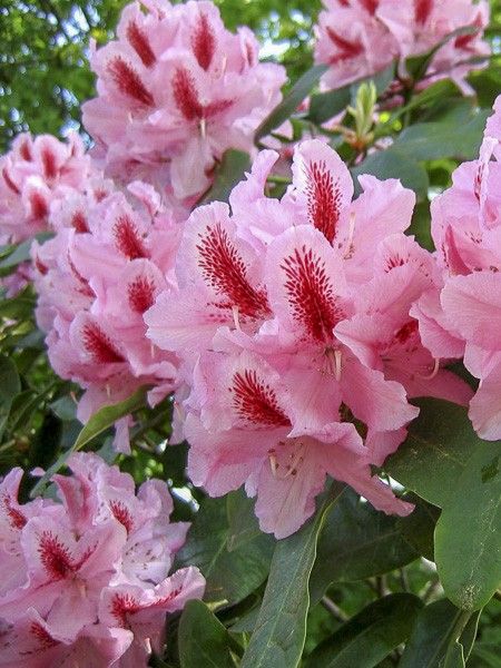 Rhododendron 'INKARHO Furnivall's Daughter.'