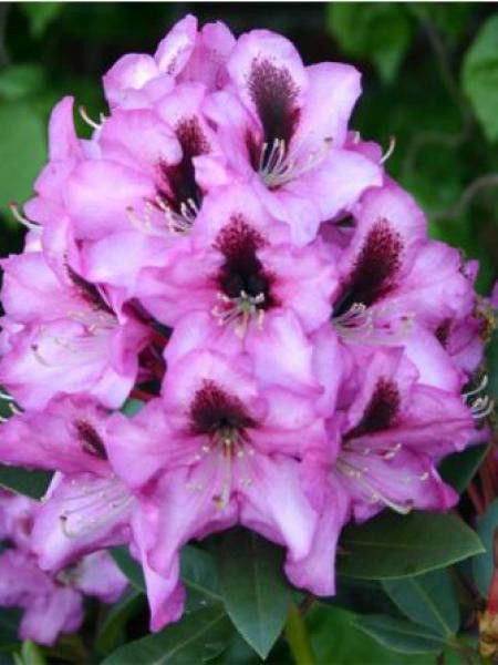 Rhododendron  'Kokardia'