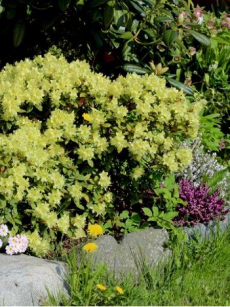 Rhododendron  'Pincess ann'