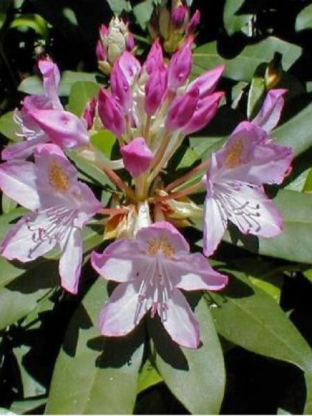 Rhododendron ponticum 'Roseum'