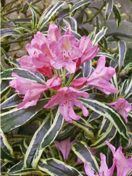 Rhododendron ponticum 'Variegatum' - Rhododendron ponticum - Le Jardin du  Pic Vert