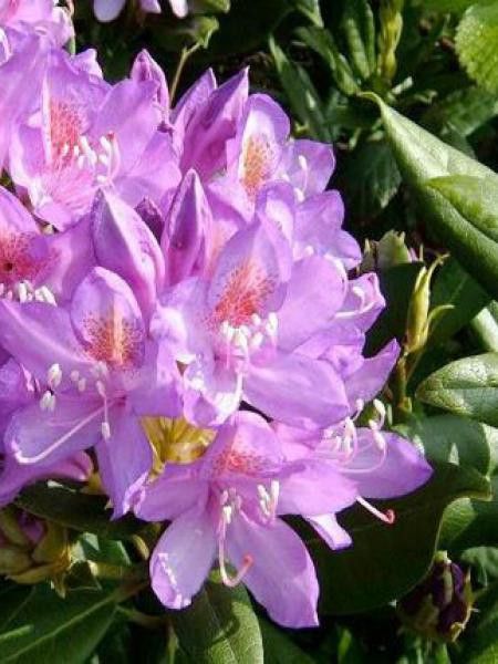 Rhododendron ponticum 