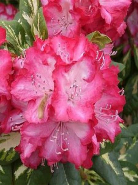 Rhododendron  'President Roosevelt'