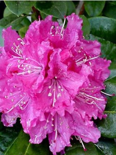Rhododendron  'Rocket'